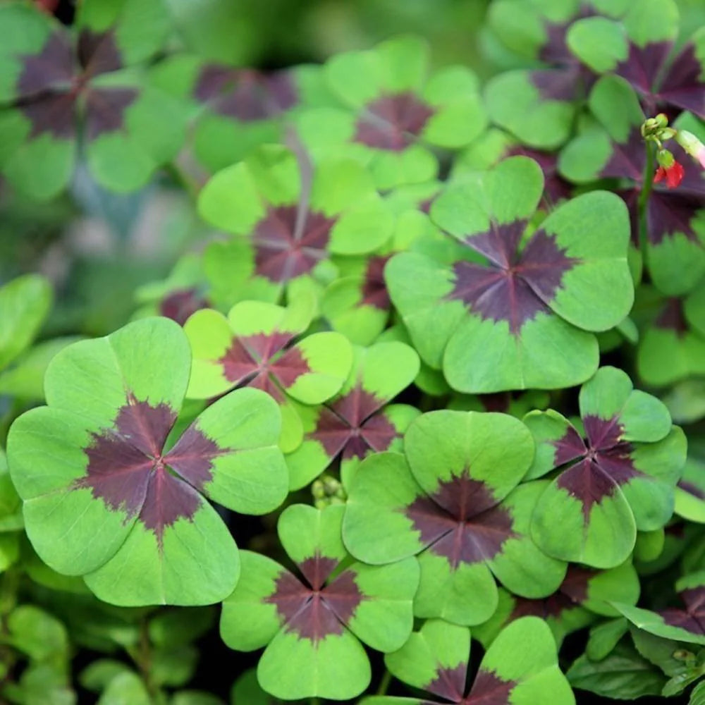 Bulbi de Oxalis "Deppei", Trifoi Ornamental, 2 Bucati