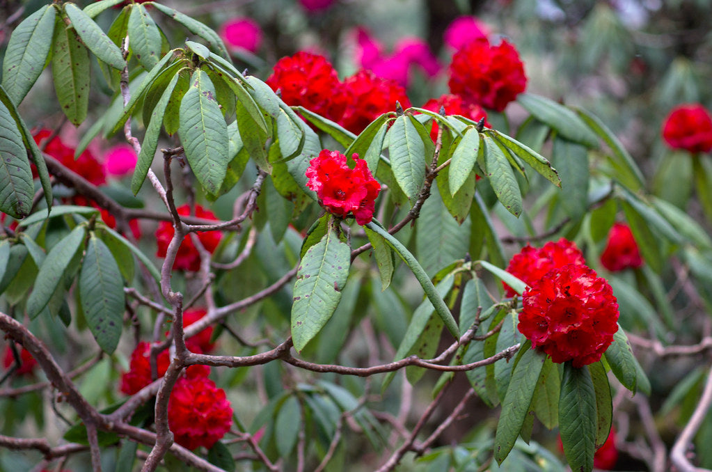 Rhododendron "Red Jack",la Ghiveci, 1 Bucata