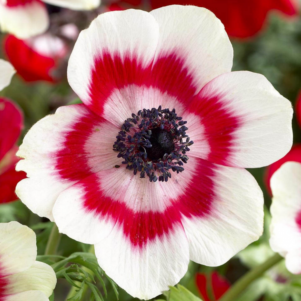Bulbi de Anemone "Bicolor", 5 Bucati