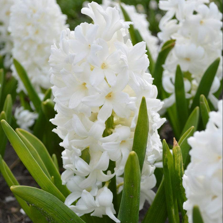 17faa06e1f1f056f0c81263576bbed68 - Fitza Florilor