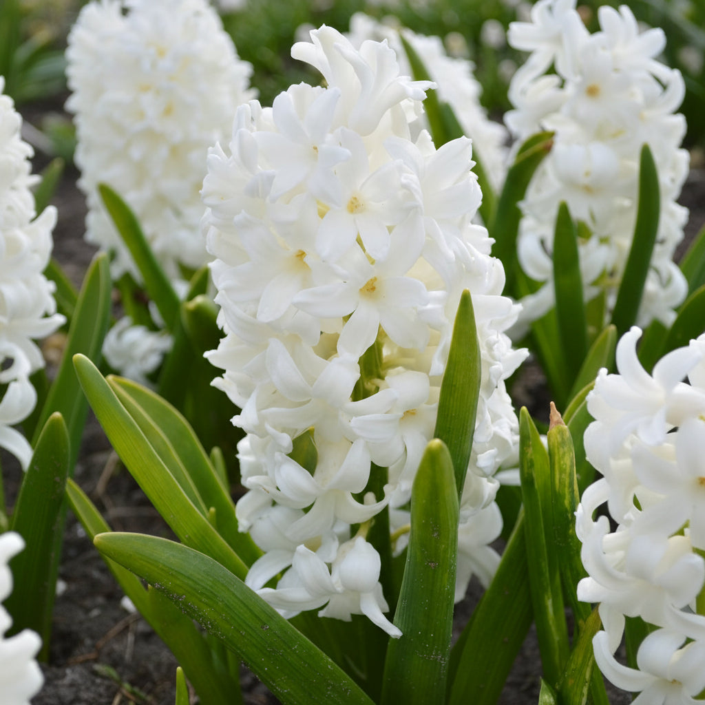 Zambilă White Pearl cu inflorescență albă densă în grădină
