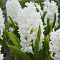 17faa06e1f1f056f0c81263576bbed68_069251fa-f285-4370-a6dc-bca0e65ebfe4 - Fitza Florilor