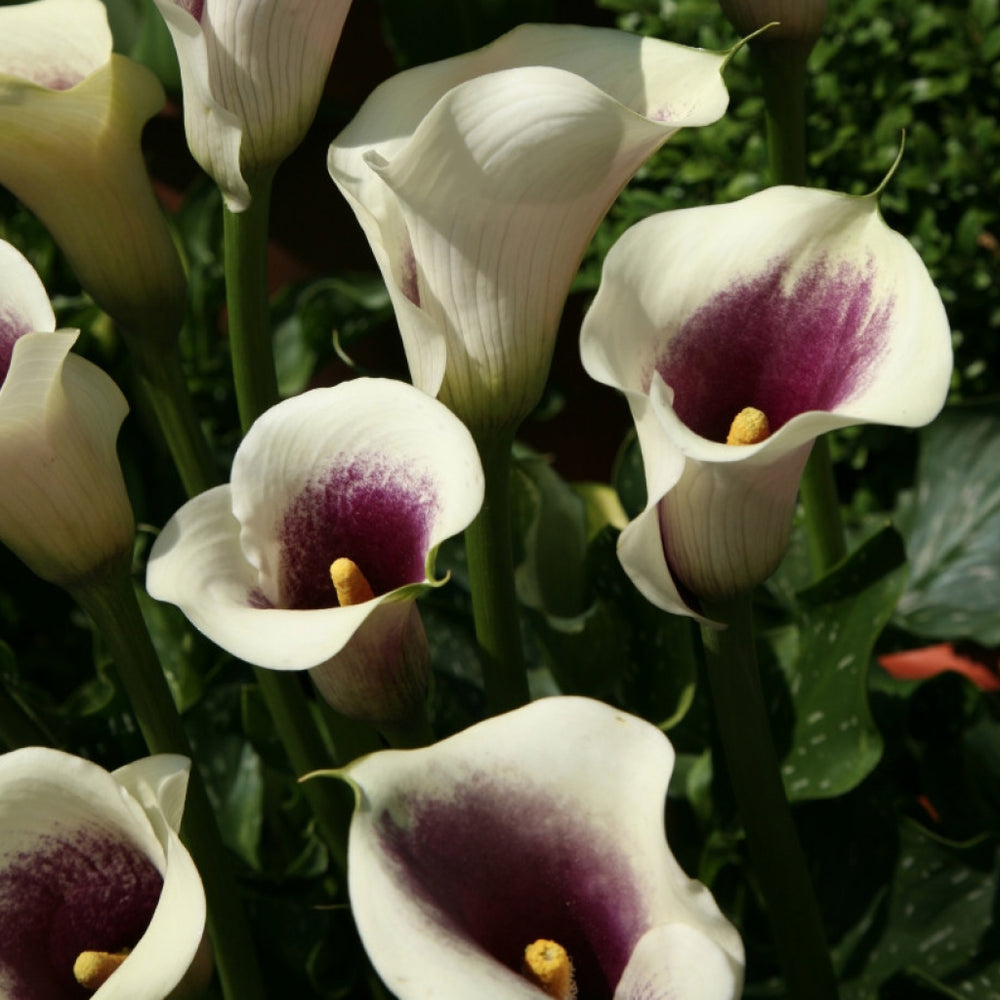 Bulbi de Cala "Picasso", 1 Bucata