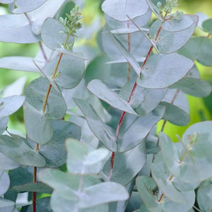 Eucalipt de Iarna, ''Eucalyptus Gunii'', la Ghiveci de 3L, 1 Bucata