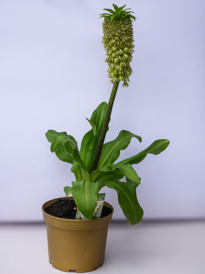 Eucomis Bicolor, 60cm, la Ghiveci de 3L, 1 Bucata