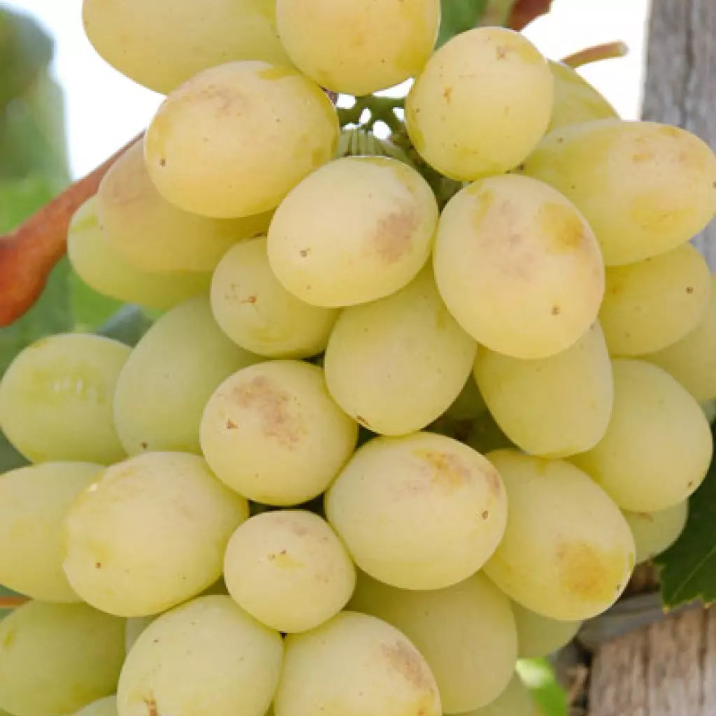 Viță de Vie de Masă "Victoria", la Ghiveci