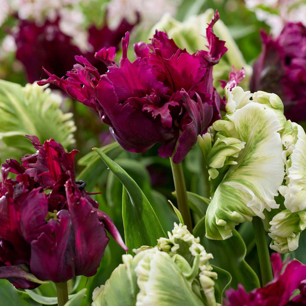 Lalele Negrita Parrot Bulbi 5 buc