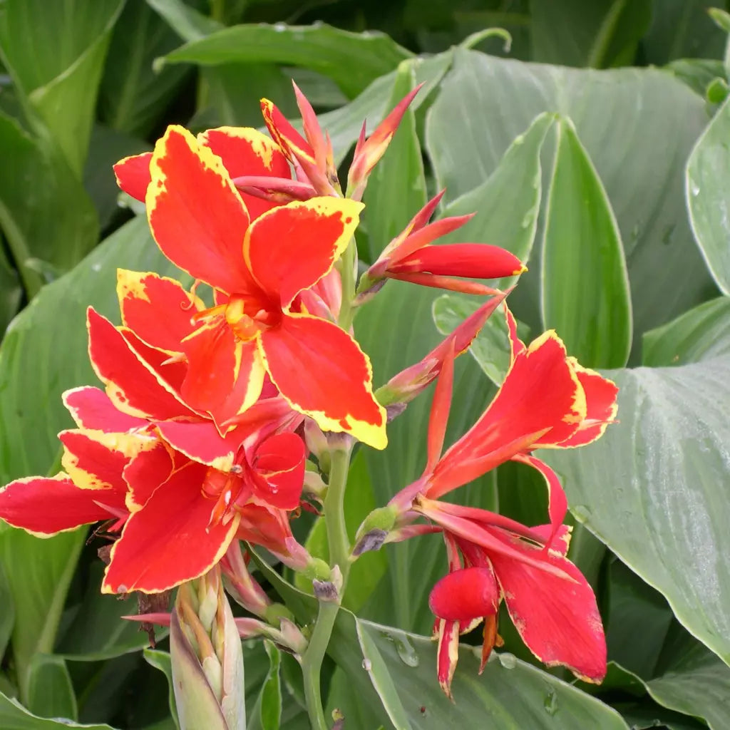 Bulbi de Canna "Lucifer", Rosu, 1 Bucata