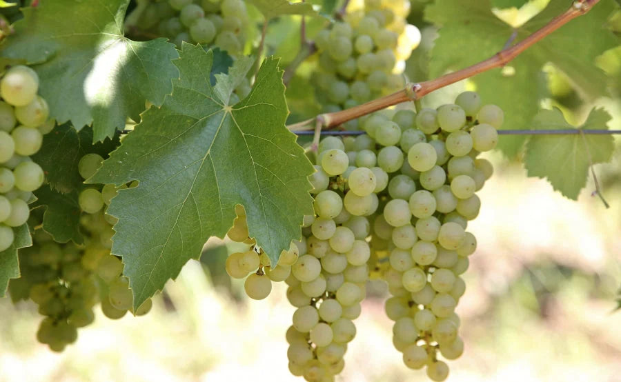 Vița de Vie "Neuburger", la Ghiveci