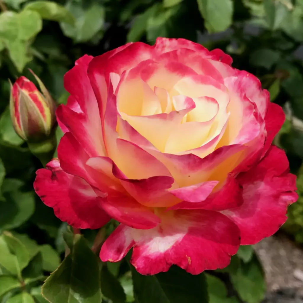 Trandafiri Butași Teahibrizi - Double Delight