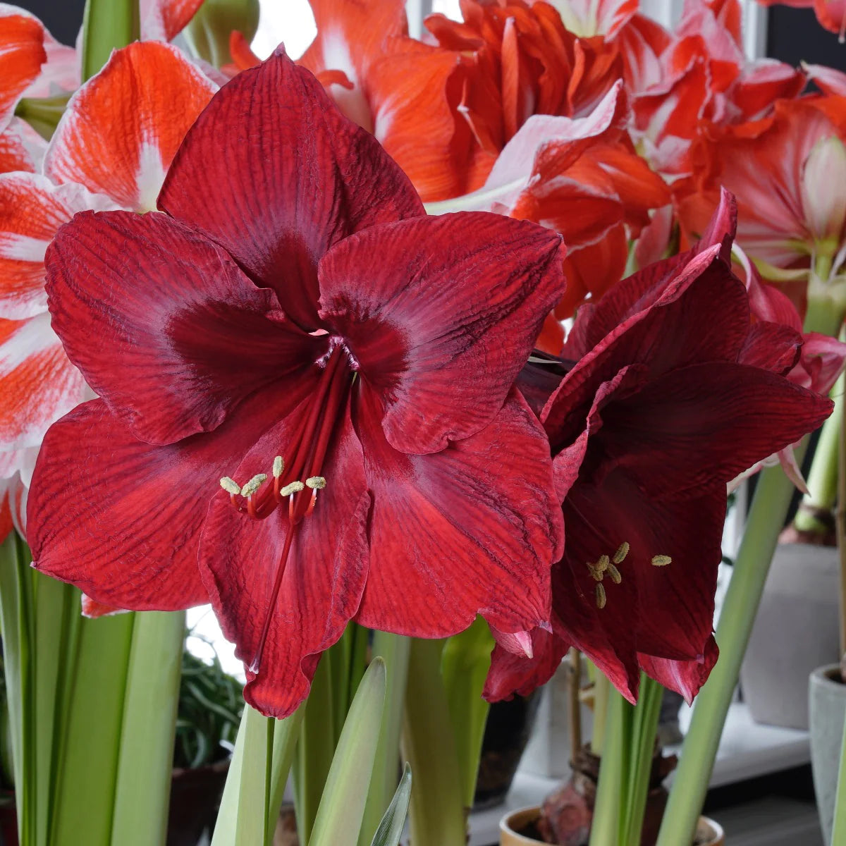 Bulbi de Amaryllis "Red Reality", 1 Bucata