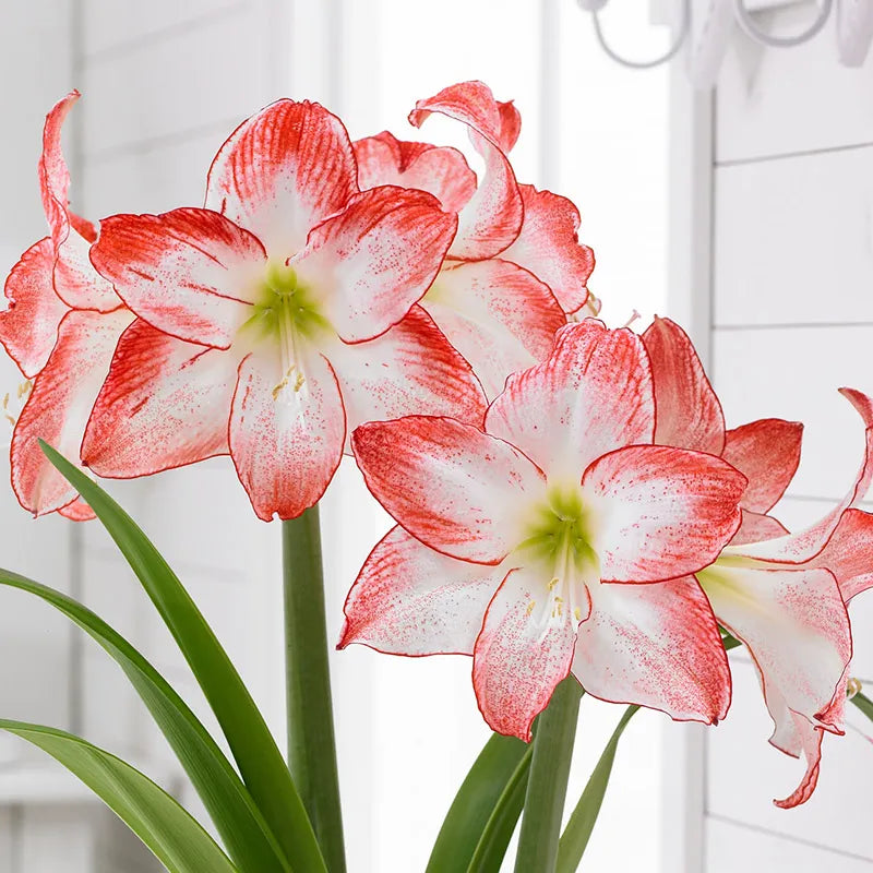 Bulbi de Amaryllis "Spotlight", 1 Bucata