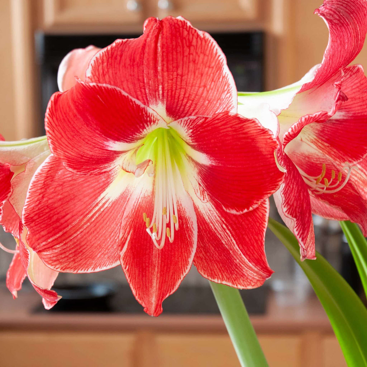 Bulbi de Amaryllis "Silver Dream", 1 Bucata