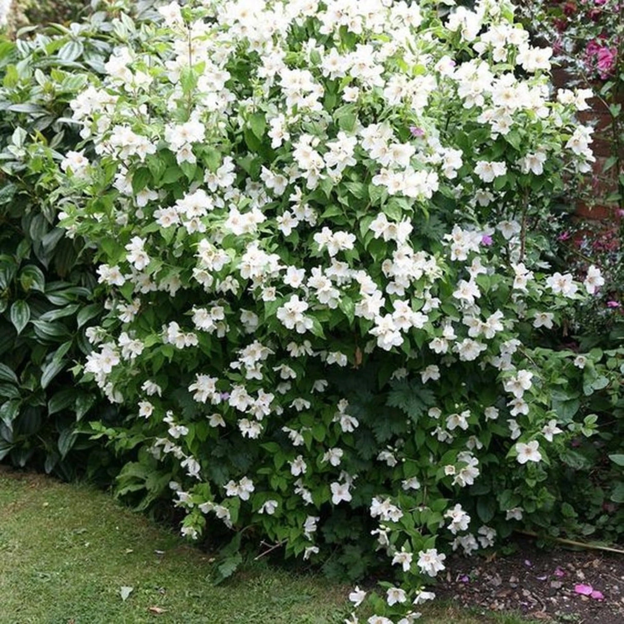 Plante Ornamentale - Iasomie - Snowbelle - Ghiveci - 1 buc