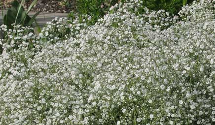 Floarea Miresei "Gypsophila", Alba, la Ghiveci de 3L, 1 Bucata