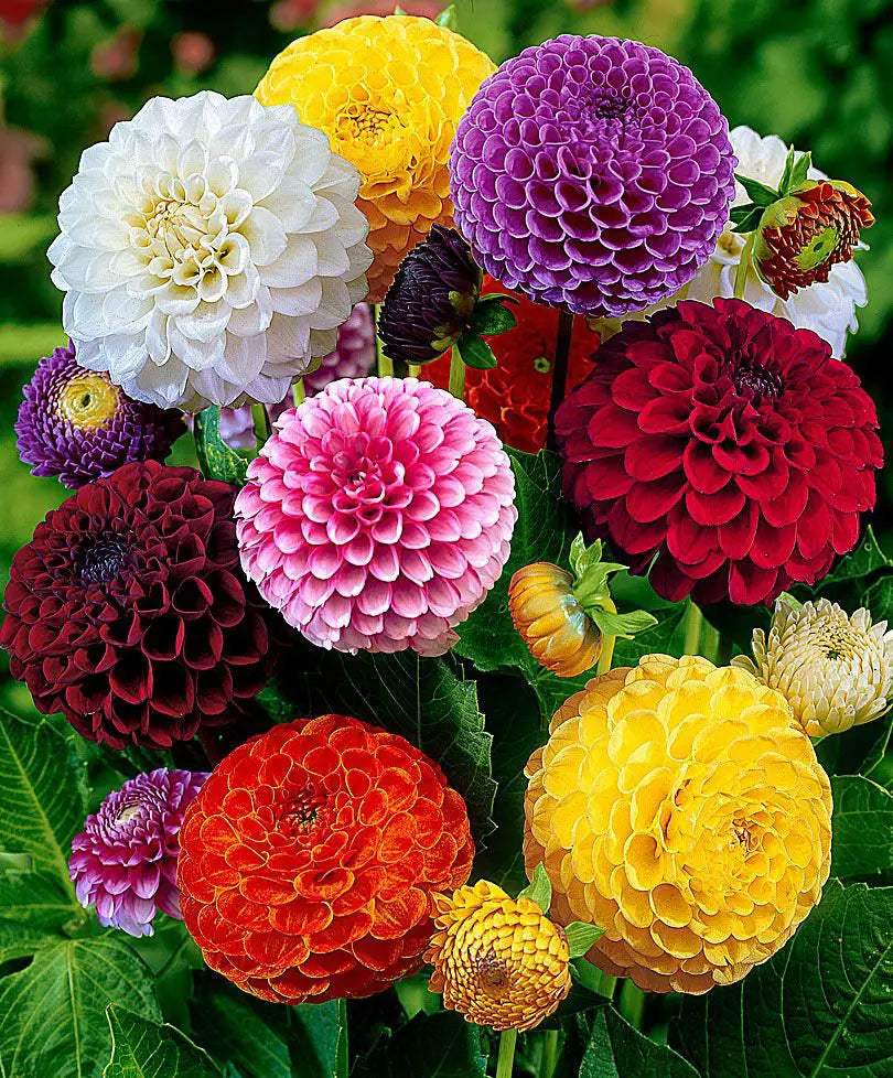 1_598e454f-4c19-4df3-9b6c-b27728b18269 - Fitza Florilor
