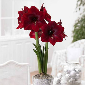 Bulbi de Amaryllis "Read Pearl", 1 Bucata