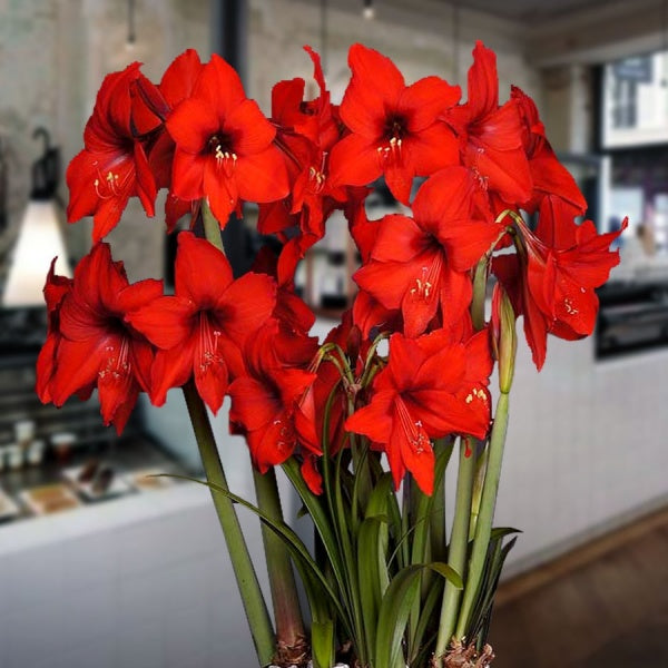 Bulbi de Amaryllis "Red Garden", 1 Bucata