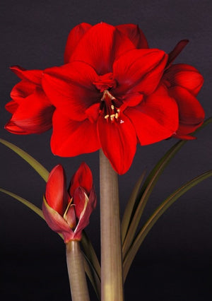 Bulbi de Amaryllis "Red Cream", 1 Bucata