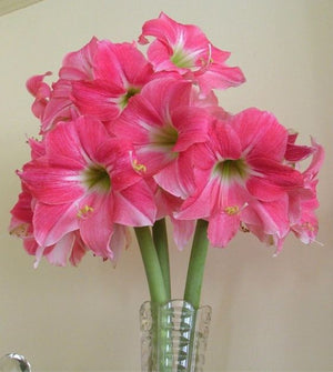 Bulbi de Amaryllis "Neon", 1 Bucata