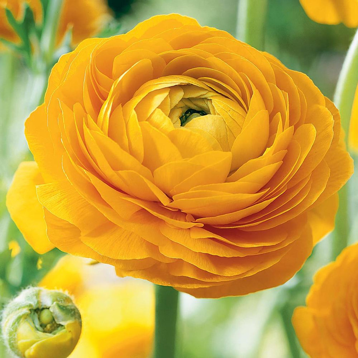 Bulbi de Ranunculus, Galben, 5 Bucata