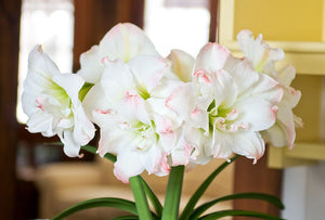 Bulbi de Amaryllis "Amadeus Candy", 1 Bucata