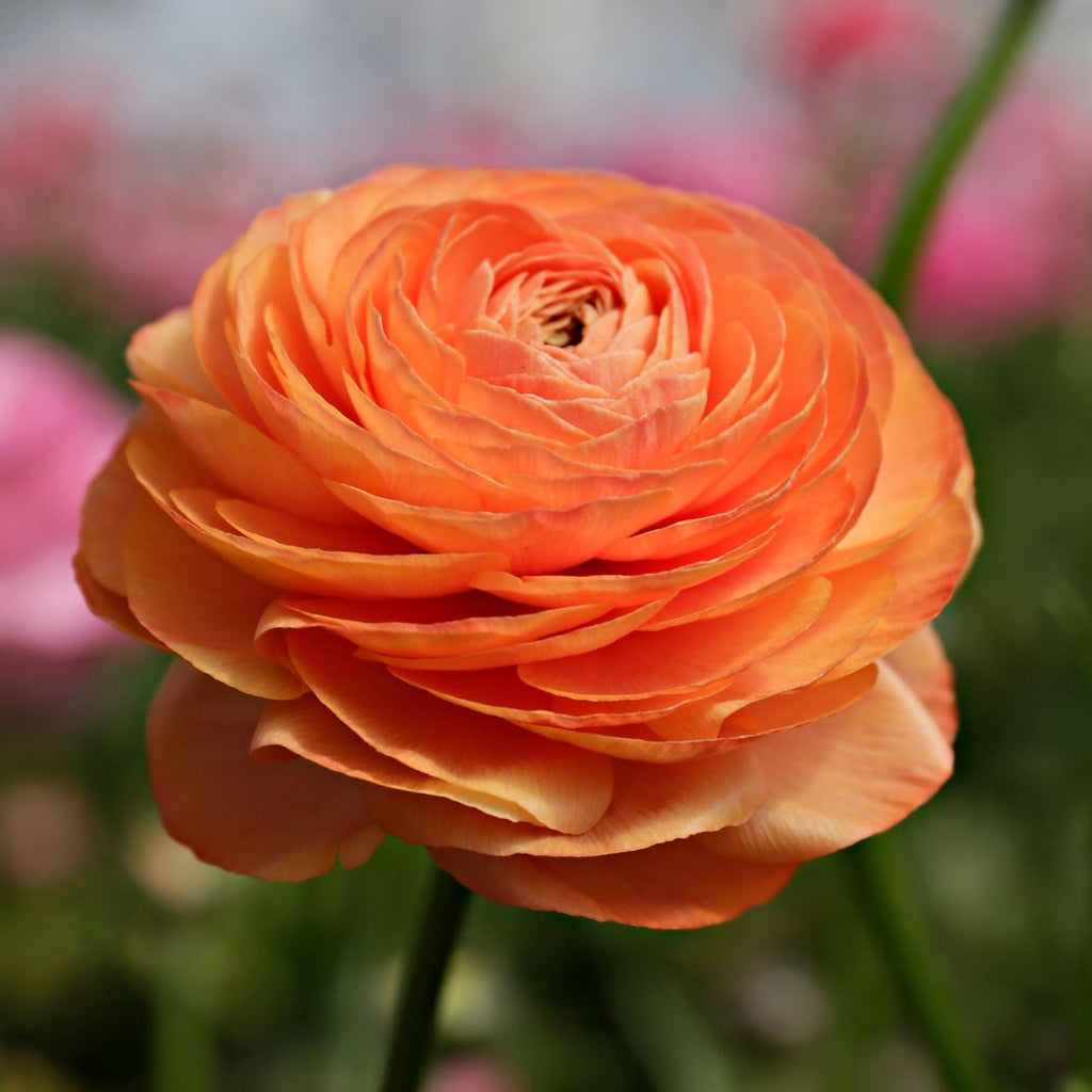 Bulbi de Ranunculus - Portocaliu - 5 buc