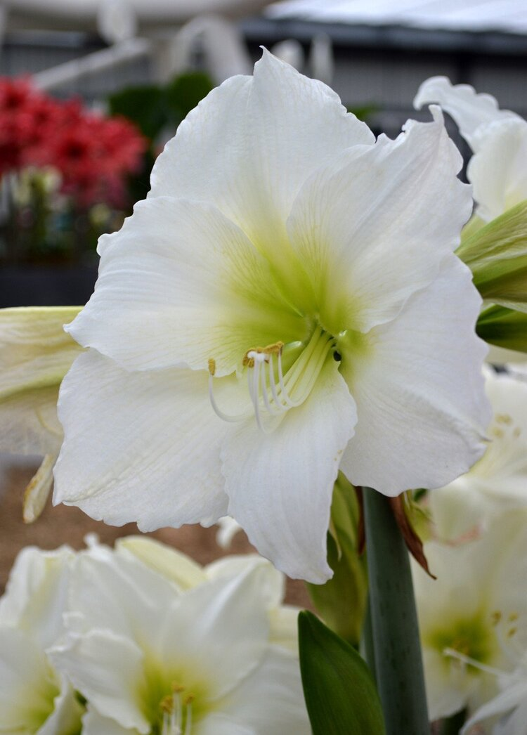 Bulbi de Amaryllis "White Cream", 1 Bucata