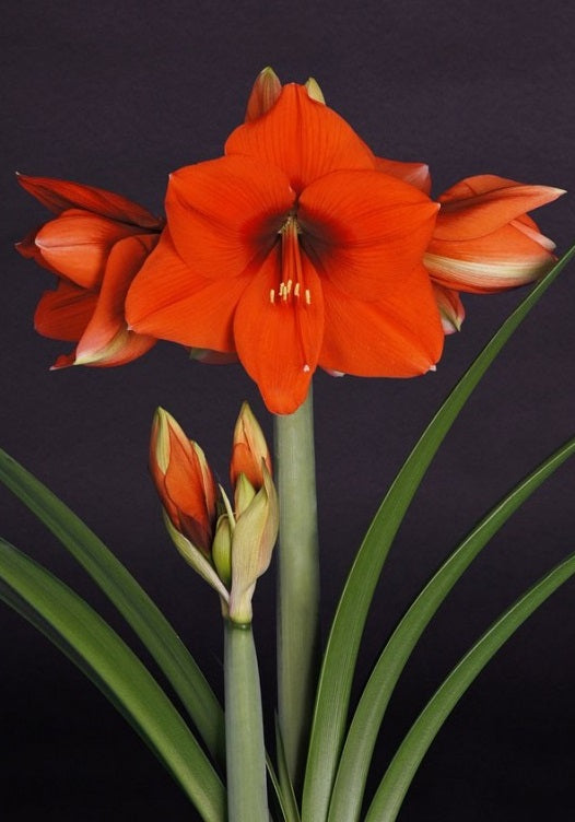 Bulbi de Amaryllis "Happy Garden", 1 Bucata