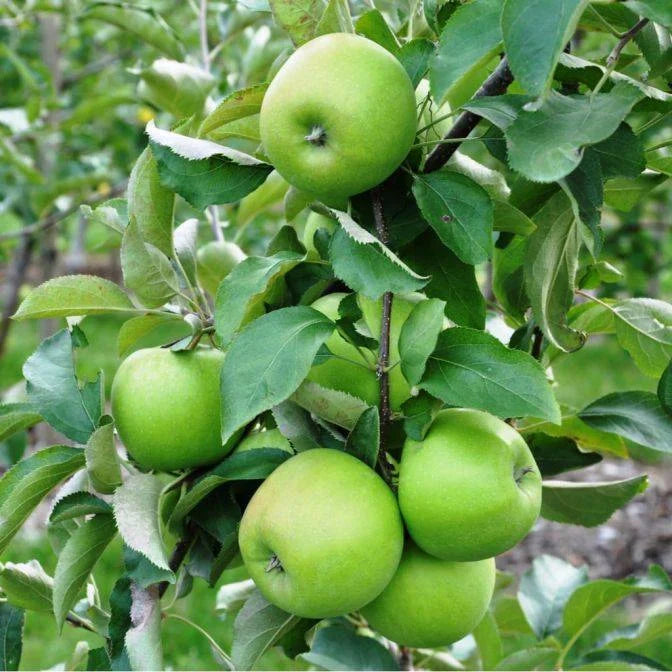 Măr - Granny Smith