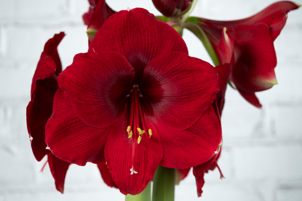 Bulbi de Amaryllis "Magnum", 1 Bucata