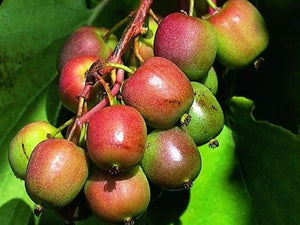 Kiwi "Actinidia Arguta Geneva'', la ghiveci