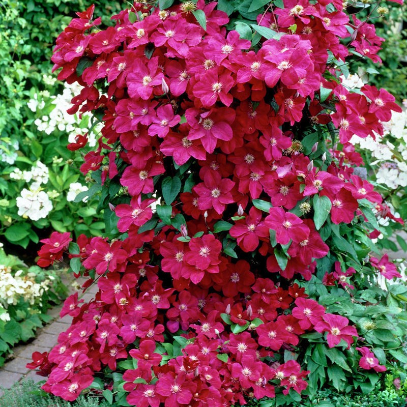 Clematis "Kardynal" la Ghiveci, 1 Bucata