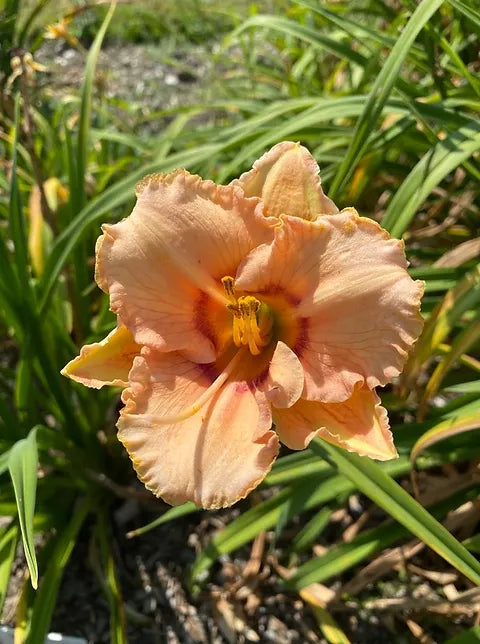 Bulbi de Hemerocallis "True Grit", Crin Salbatic, 1 Bucata