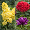 Pachet Premium - Liliac Magnolia Hortensia
