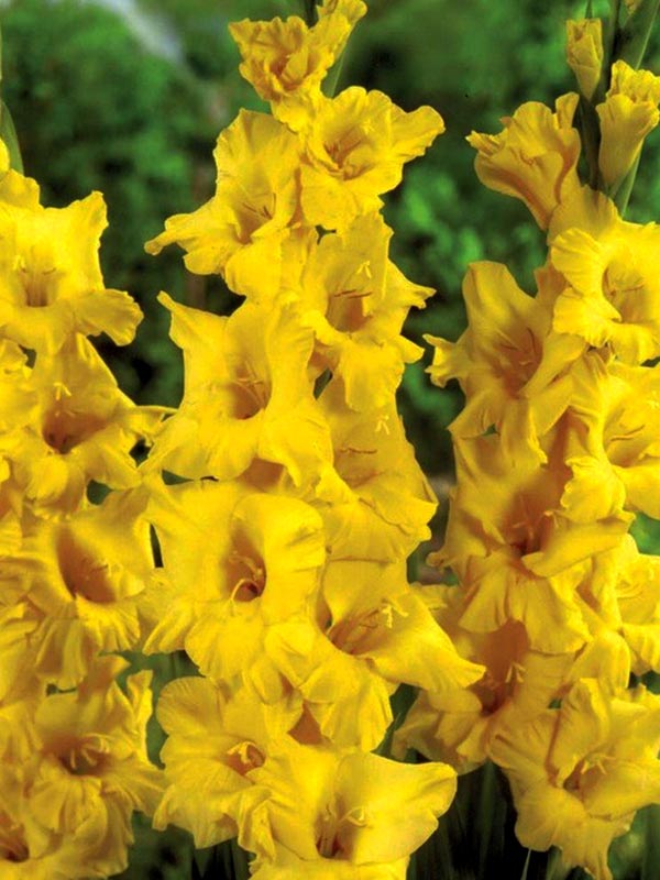 Bulbi Gladiole - Charisma - 5 buc