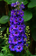 Delphinium Magic Fountains Dark Blue Dark Bee (Nemtisor), 1 bucata