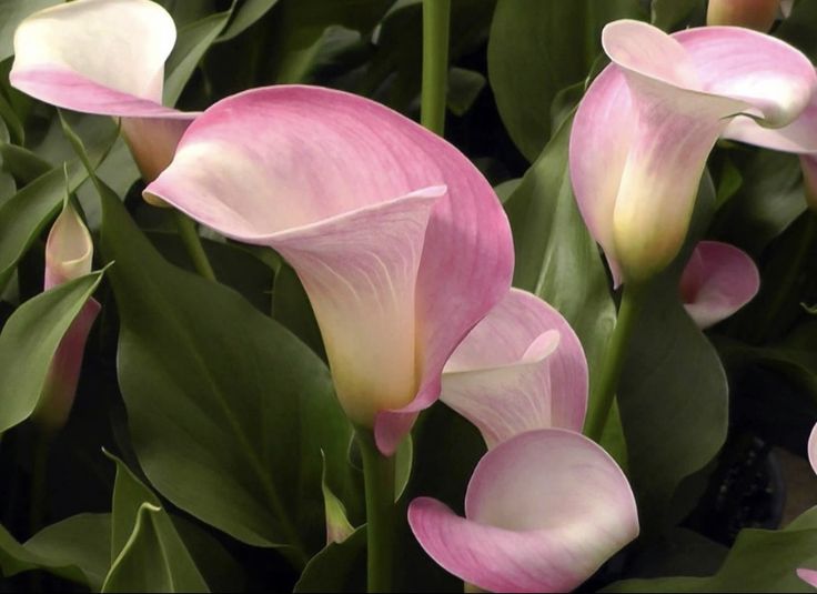 Bulbi de Cala "Ruby Light Pink Ice"