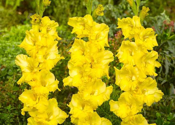 Bulbi Gladiole - Charisma - 5 buc