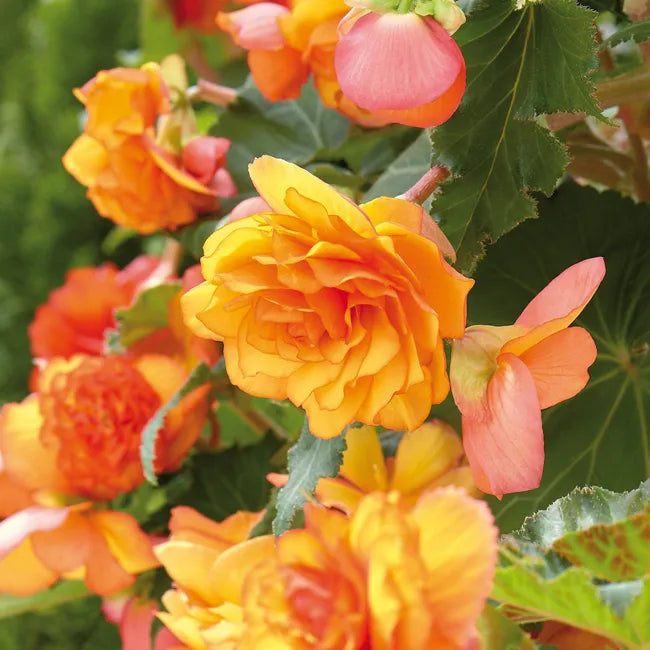 Bulbi de Begonia "Picotee Cascade Sunray", 1 Bucata