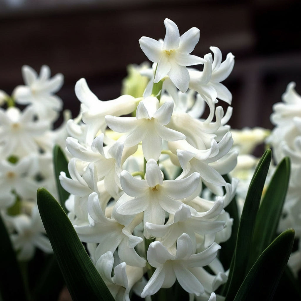 Zambilă White Pearl cu flori albe parfumate în grădină de primăvară