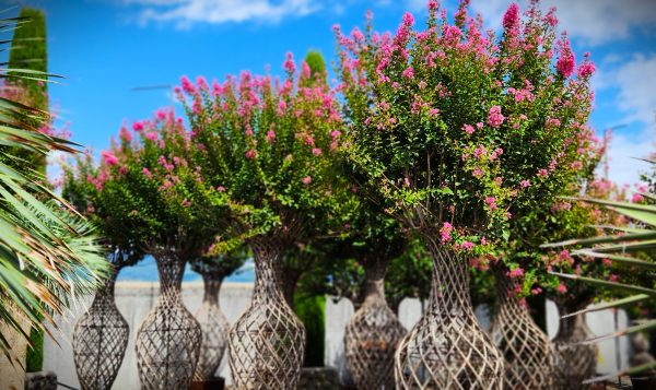 Liliac indian "Lagerstroemia Indica Coccinea Amfora'', la Ghiveci de 45L, 170 cm, 1 Bucata