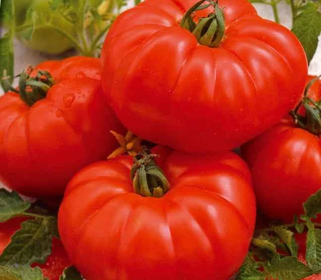 Semințe de Roșii "Marmande" , 0,7 gr