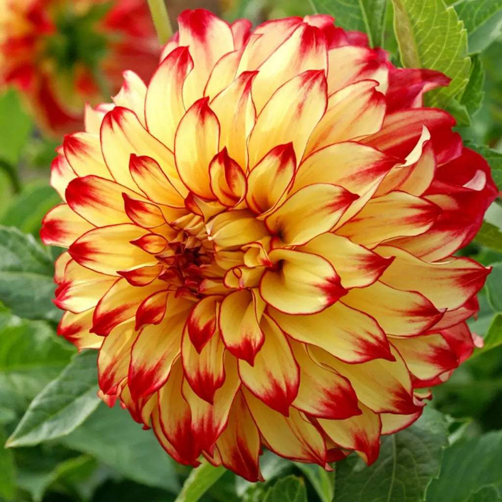 20258_Dalie_Lady_Darlene1_150939a2-eeca-4ce8-9d9a-a9cf0c029130 - Fitza Florilor