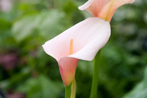 Bulbi de Cala "Aethiopica Flamingo", 1 Bucata