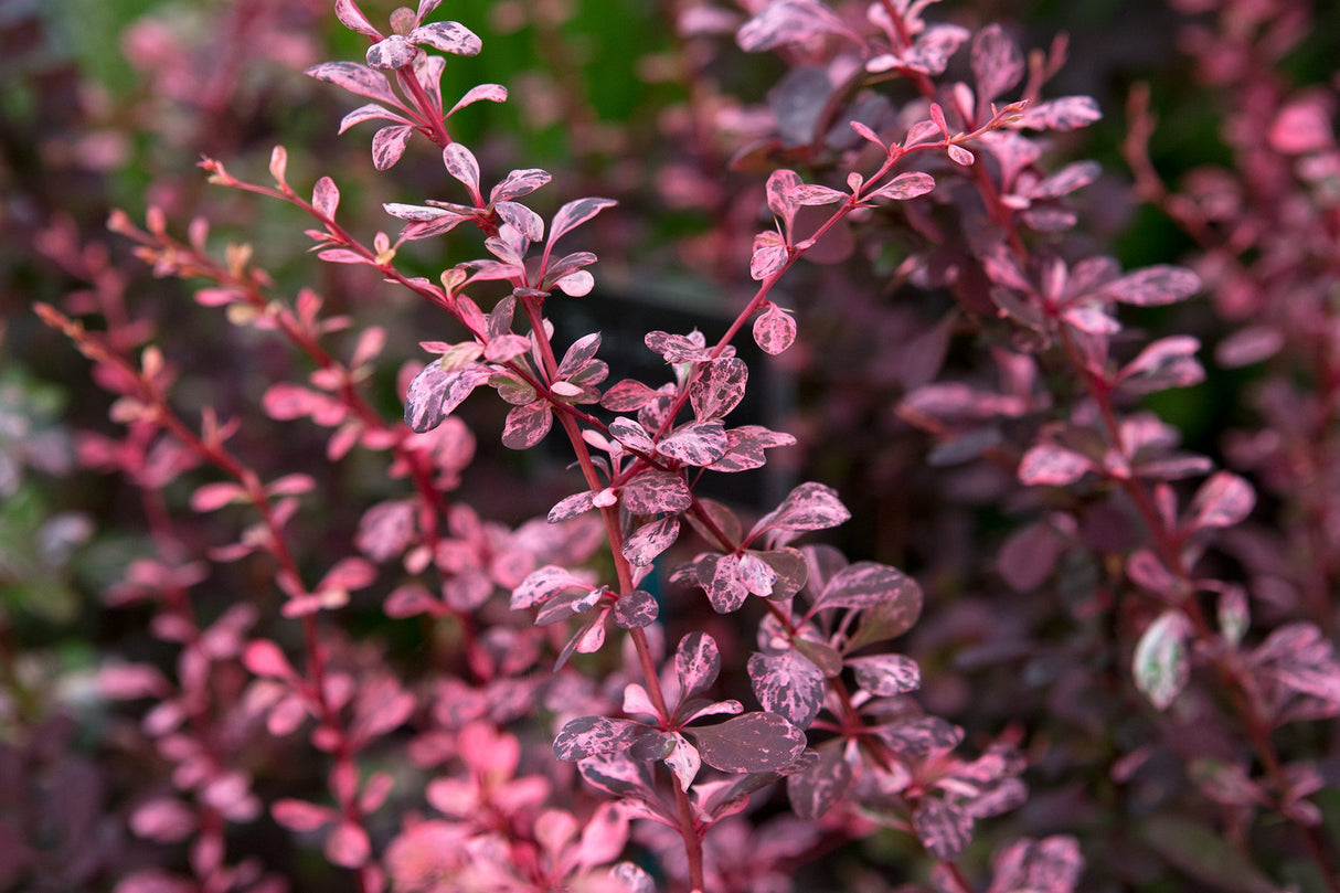 Berberis "Dracila", Mov, 80-100 cm, la Ghiveci de 10L, 1 Bucata