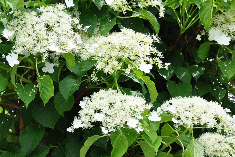 Hortensie Cataratoare "Hydrangea Petiolaris", la Ghiveci de 3L, 1 Bucata