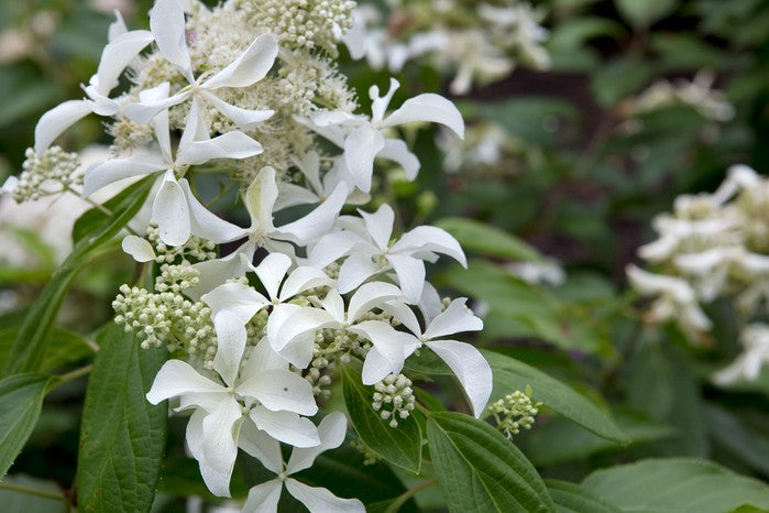 Hortensia Arbustiva Paniculata "Silver Dollar", la Ghiveci de 3L, 1 Bucata