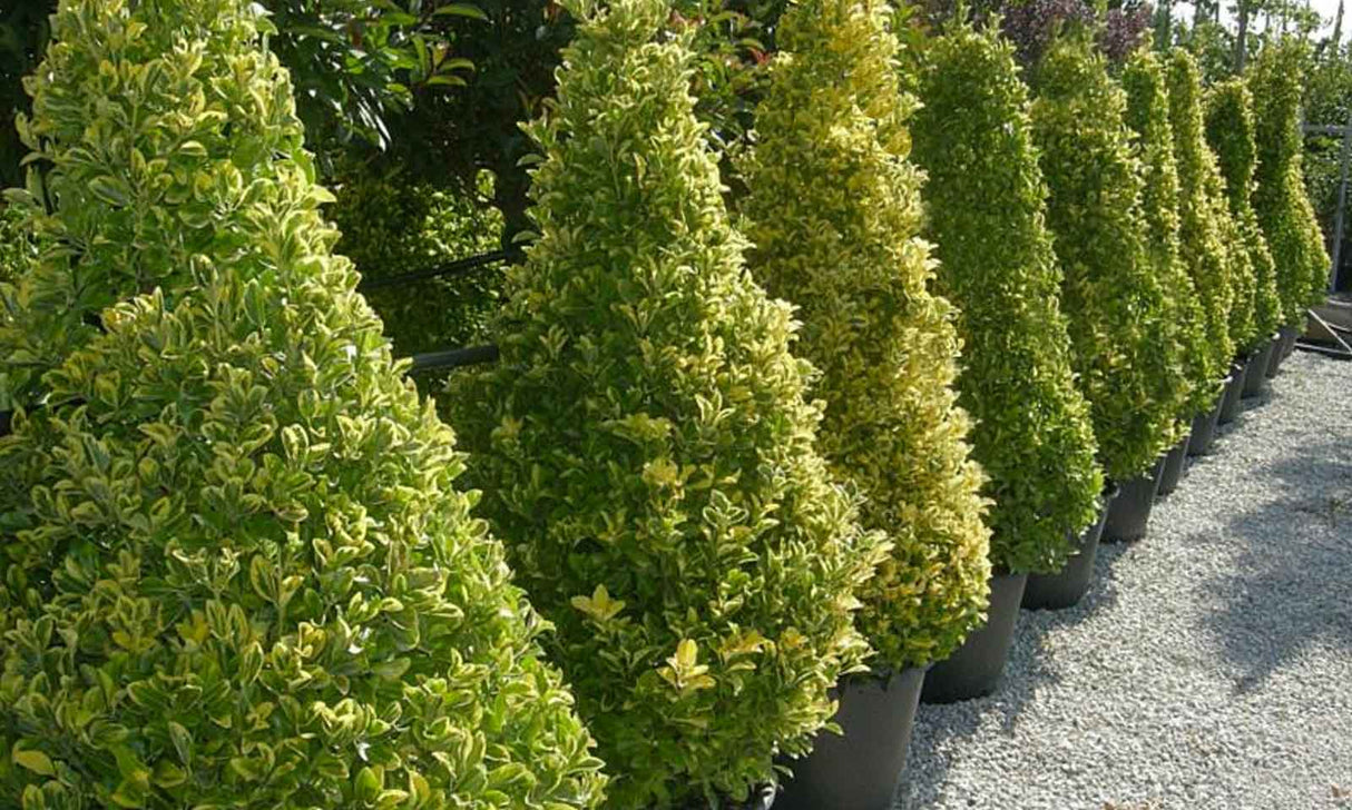 Salba Japoneza, ''Euonymus Jap. Elegant.  Aureus'', la Ghiveci de 18L, 80/100 cm, 1 Bucata