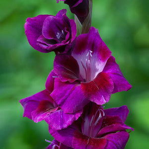 Bulbi de Gladiole "Velvet Eyes", 7 Bucati